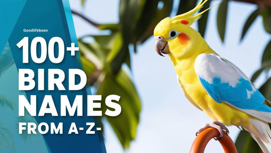 100+ Names for Birds from A-Z - Goodlifebean