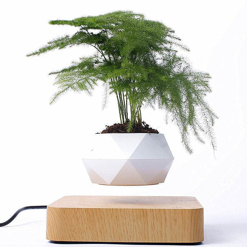 Shop Levitating Bonsai Planter - Goodlifebean Plushie | Stuffed Animal