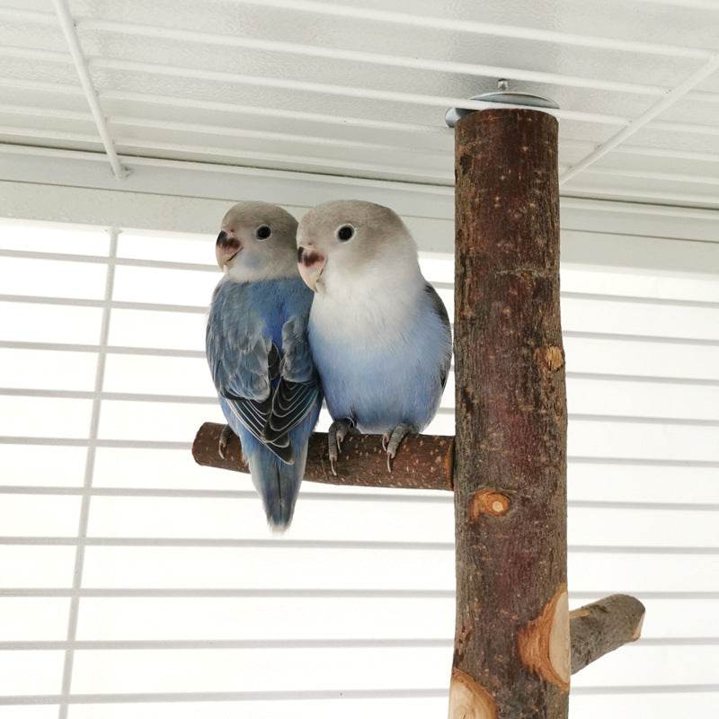 Shop Perch & Play: Parrot Wood Stand | Parakeet Playland - Goodlifebean Plushie | Stuffed Animal