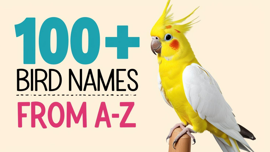 best Names for pet Parrots